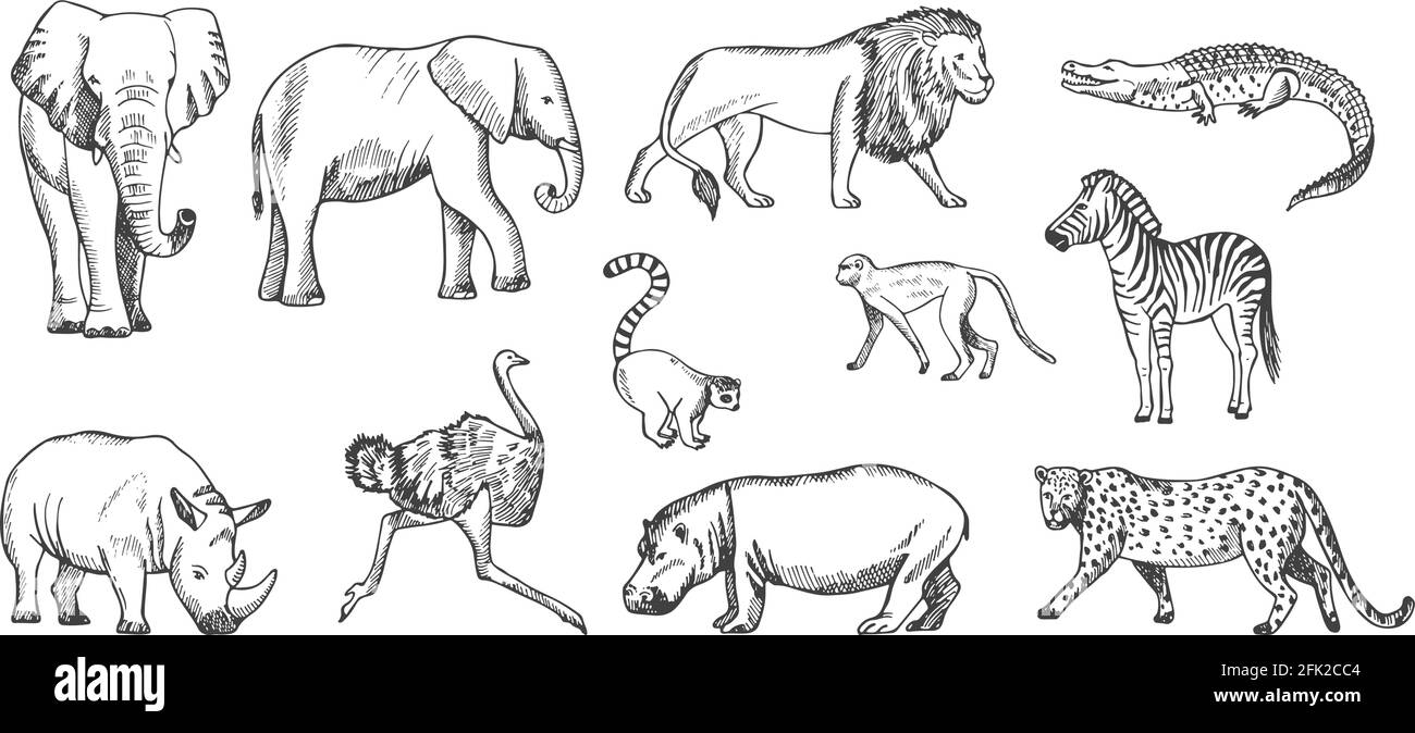 Sketch animal African wild savanna fauna  Stock Illustration  63567182  PIXTA