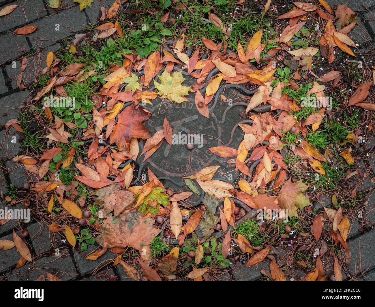 Top view of a manhole cover circled by colorful yellow, orange, red and green autumn fallen leaves. Natural fall background. Stock Photo