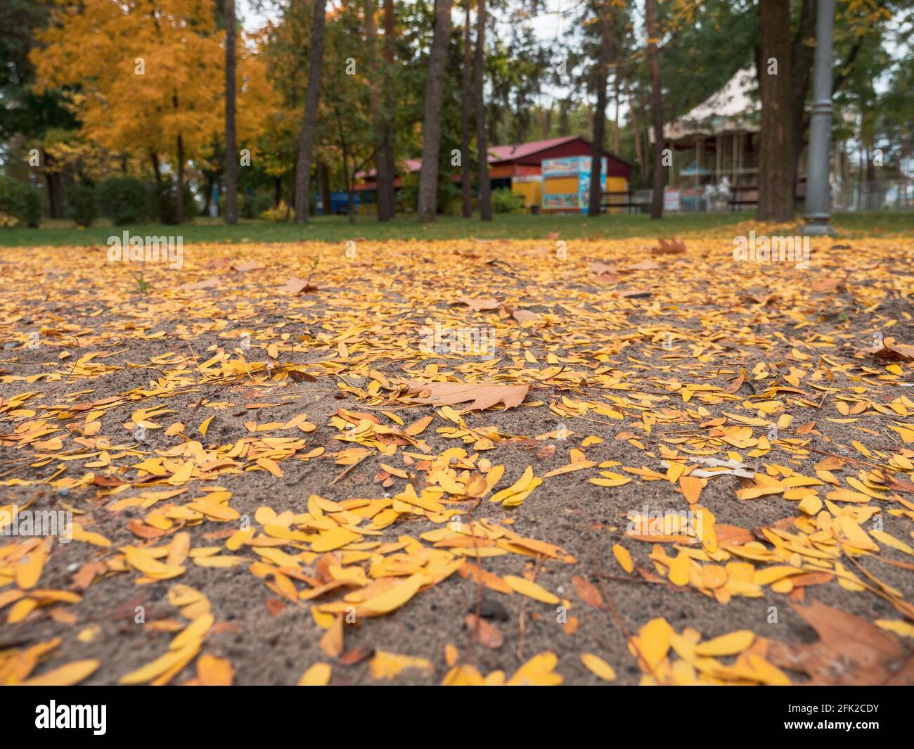 Beautiful natural background of colorful yellow and orange autumn fallen leaves in a city park. Stock Photo