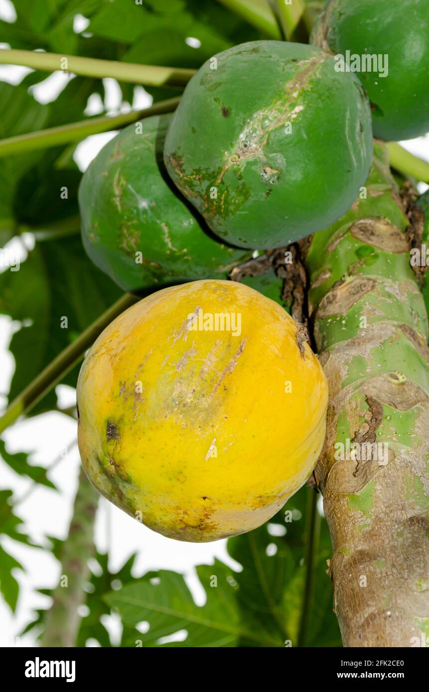 Close-up Of Ripe And Unripe Papaya On Tree Stock Photo