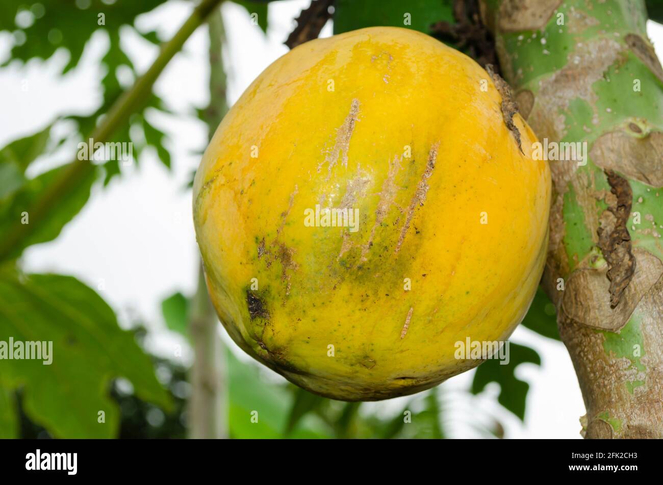 Close-up Ripe Papaya On Tree Stock Photo