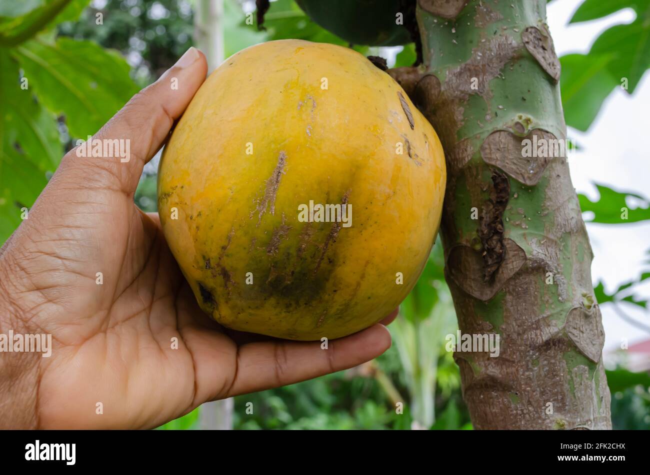 Harvesting Papaya Stock Photo