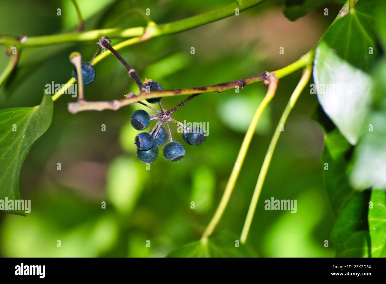 Wild berries hi-res stock photography and images - Alamy