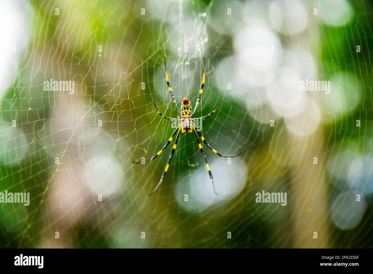 Spider In A Spiderweb Hanging In A Bamboo Grove Between Trees In The Green Forest Of Mount Shosha Japan Stock Photo Alamy