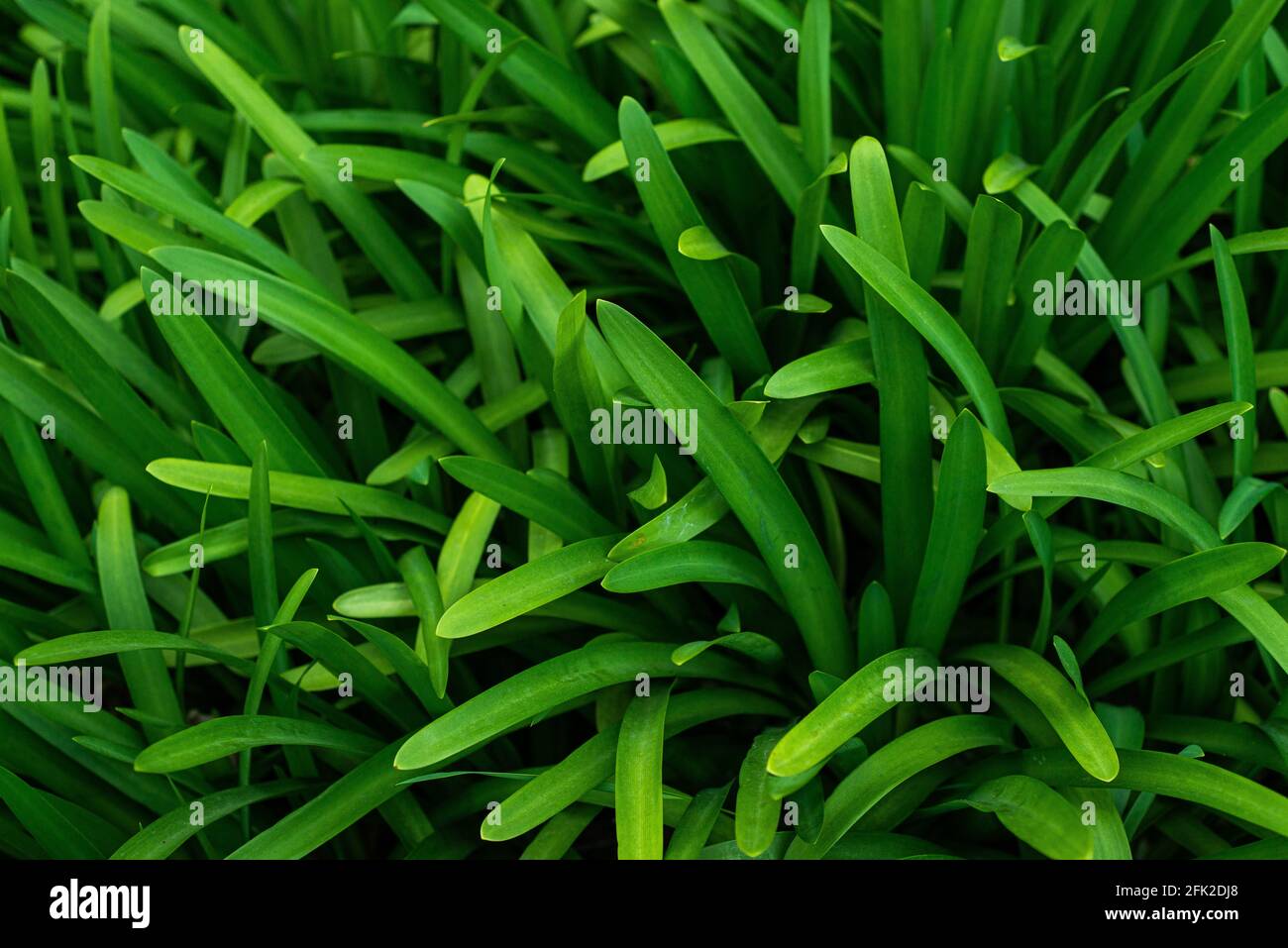 long, very green and lush leaves of a plant I know by the name of agapanthus, very common in gardens all over the world Stock Photo
