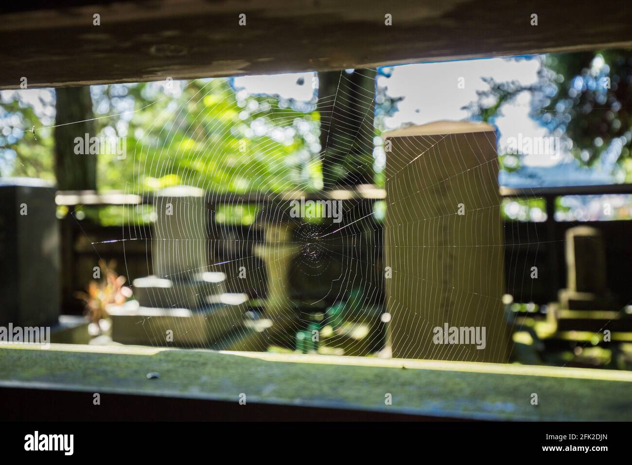 Spiderweb hanging in a graveyard between trees in the green forest of Mount Shosha, Japan. Stock Photo