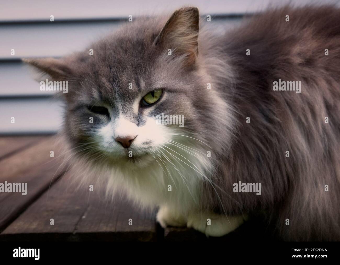 Scruffy cat hires stock photography and images Alamy
