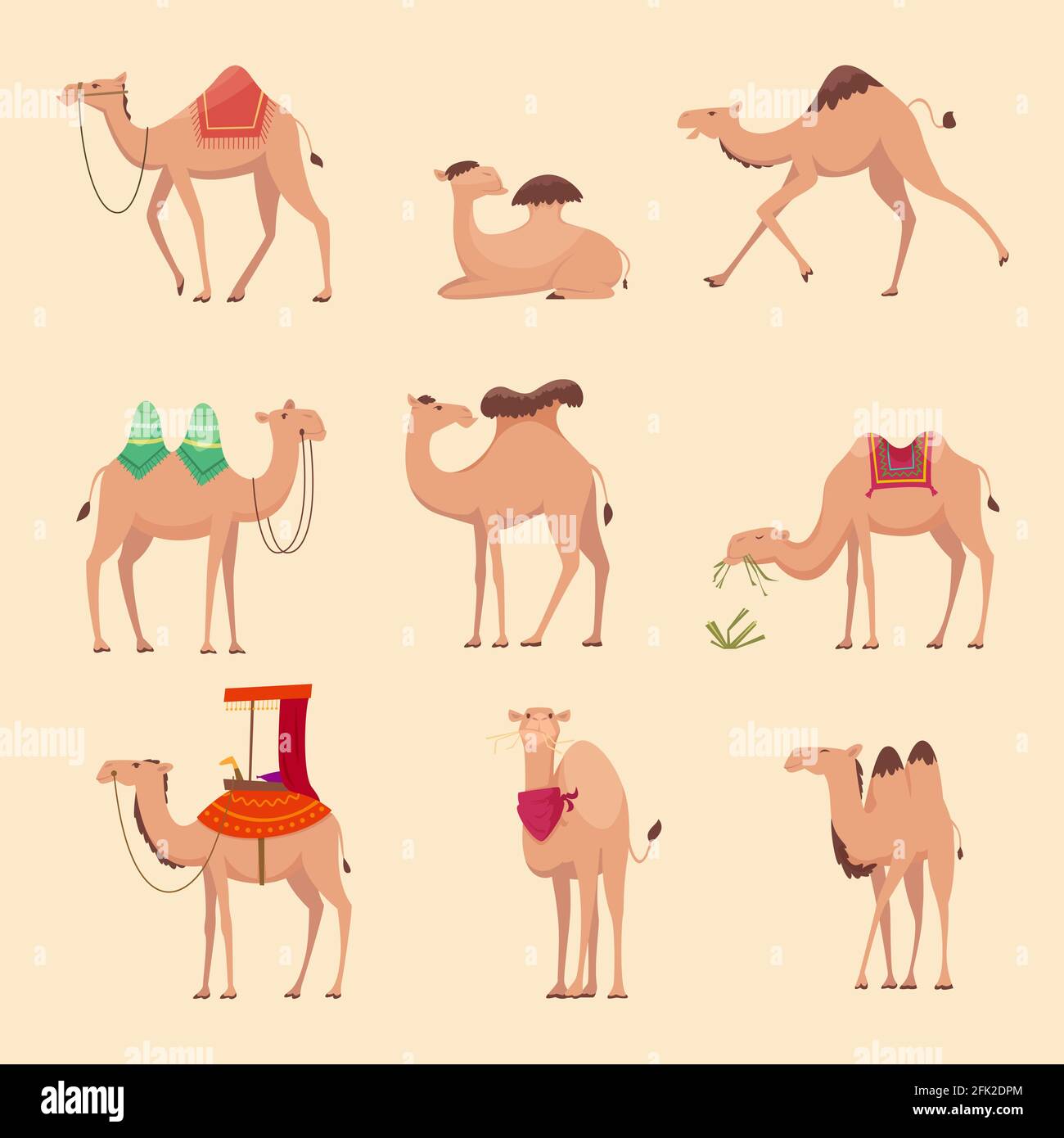 Desert camels. African funny animals for travelling across africa or egypt vector pictures Stock Vector