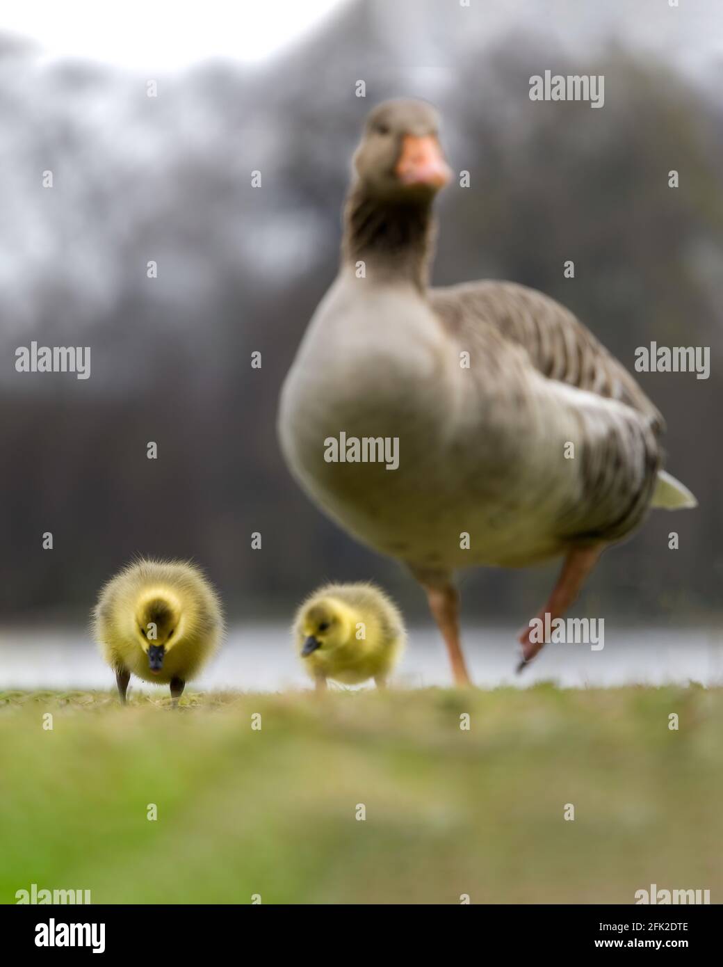 bird, animal, goose, baby, gosling, grass, nature, wildlife, cute, young, geese, wild, spring, yellow, small, fluffy, green, chick, little, birds, mea Stock Photo