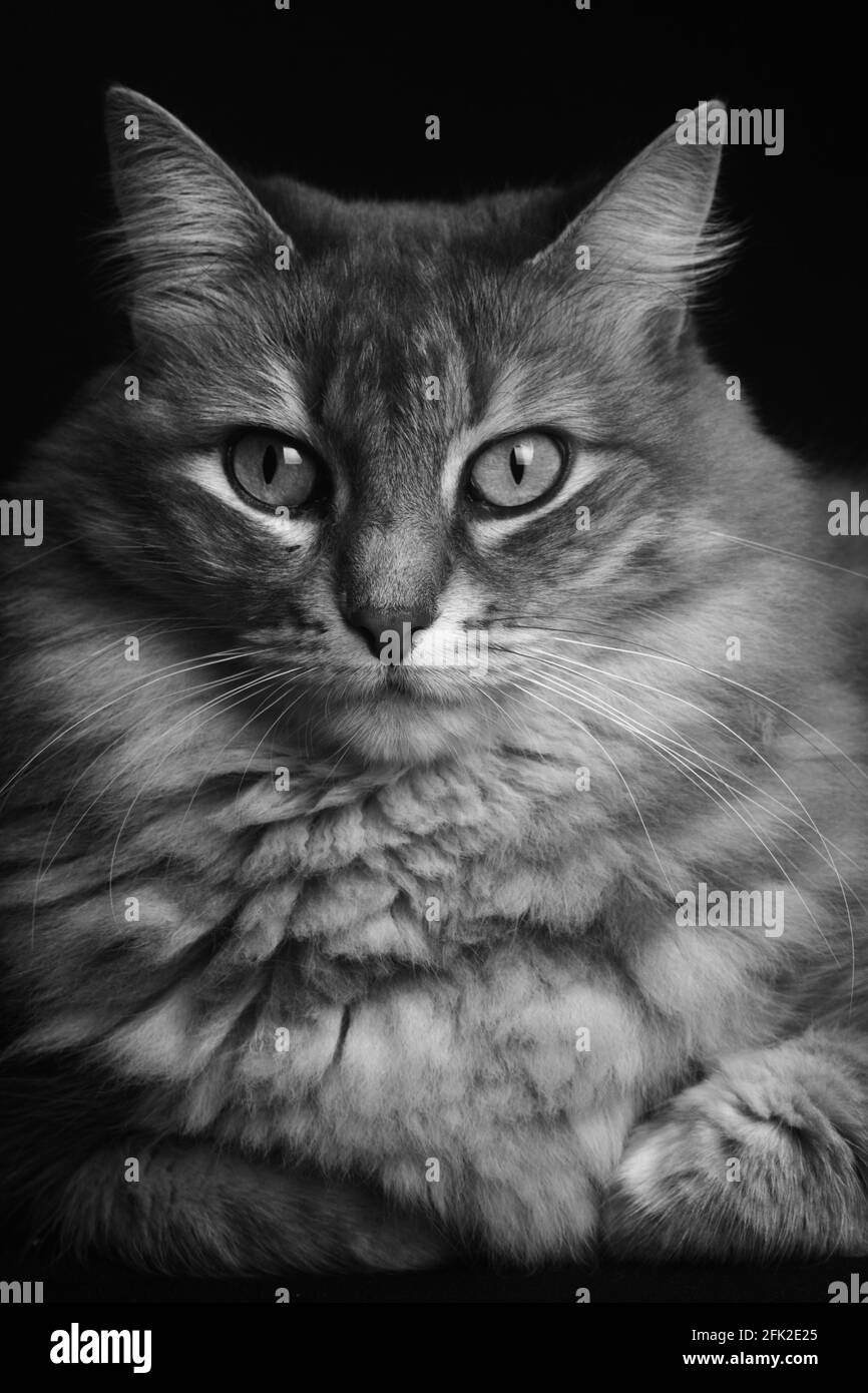 Angora kitten hi-res stock photography and images - Alamy