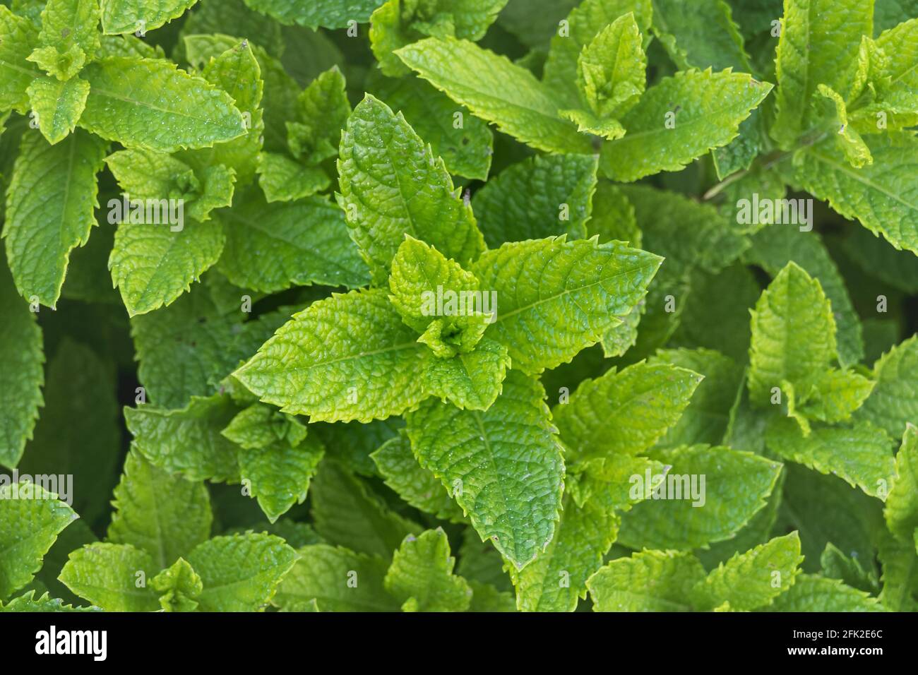 spearmint plants growing outdoor in a garden seen from above Stock Photo