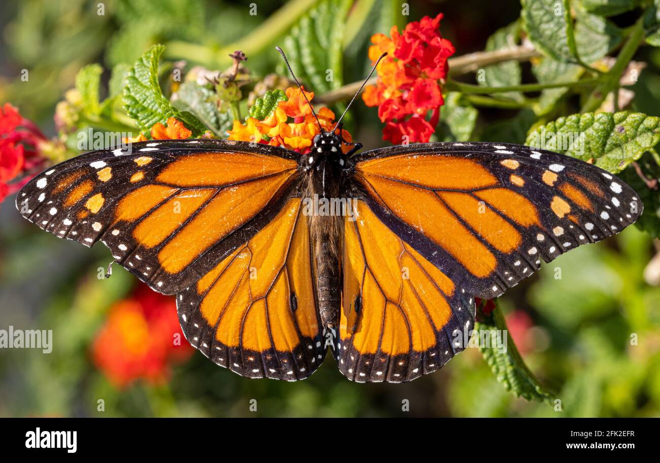 Monarch Butterfly with tattered wings Stock Photo