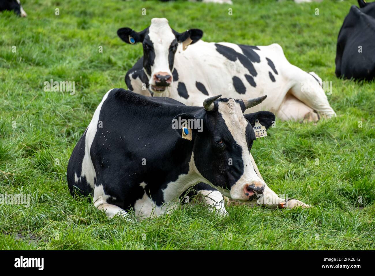 Black cows lying on hi-res stock photography and images - Alamy
