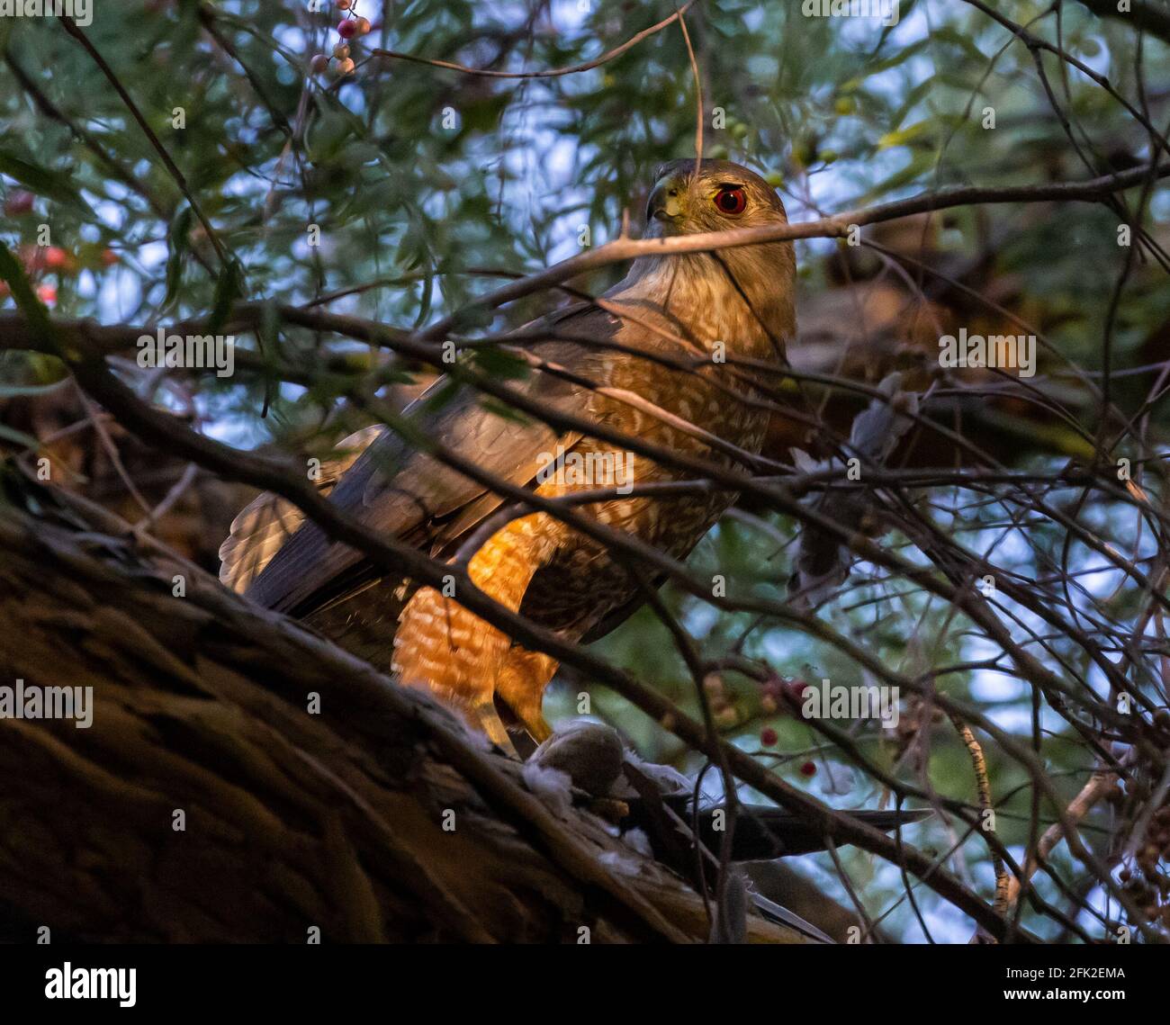 Coopers hawk hunt hires stock photography and images Alamy