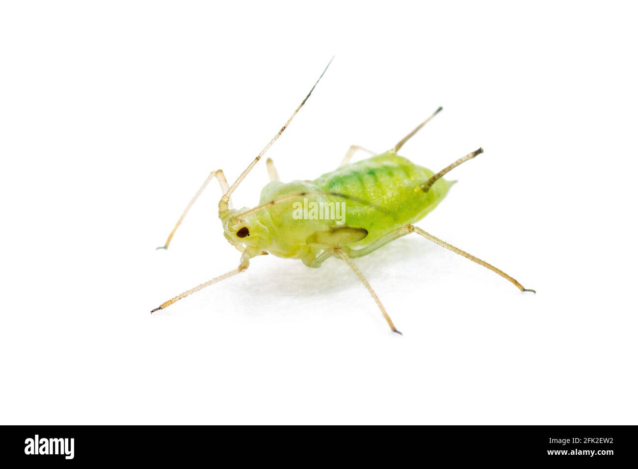 Green Fly or Aphid Parasite Pest Insect Isolated on White Background Stock Photo