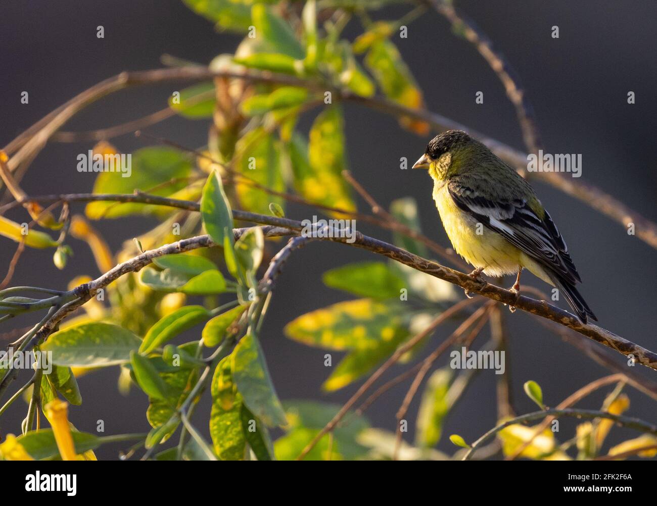 Male Lesser Goldfinch Stock Photo