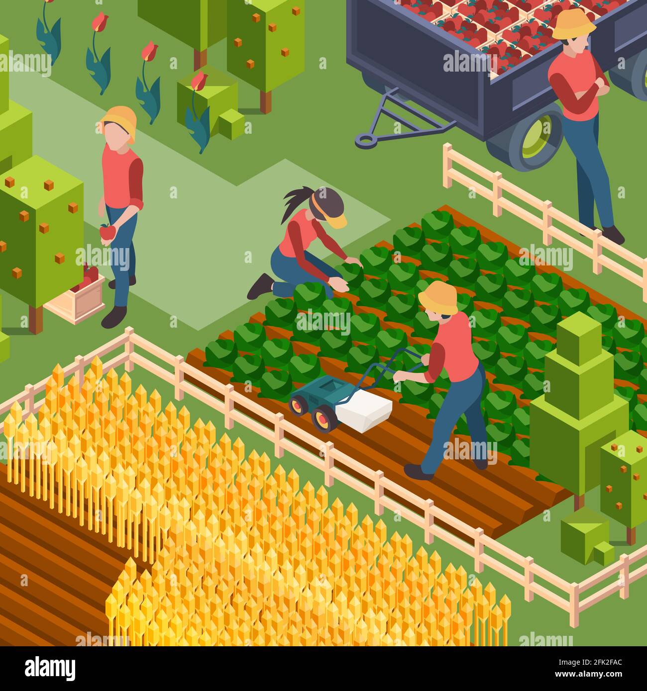 Farmers harvest. Isometric people working on field growth natural eco food watering and