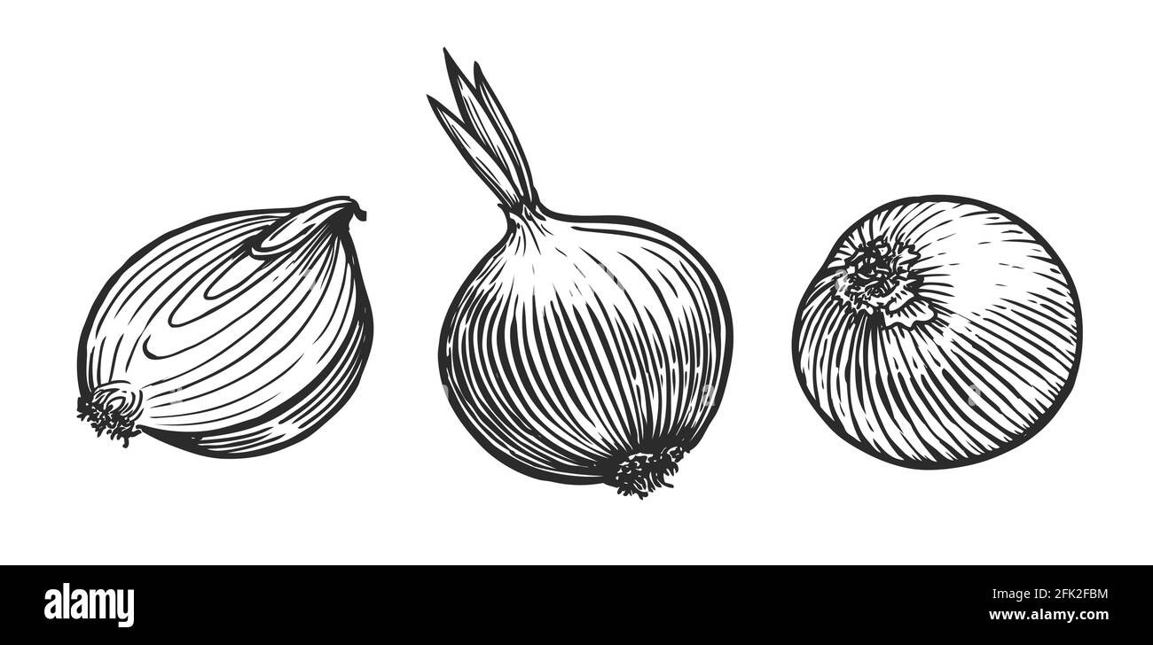 Fresh onion whole and sliced. Vegetables sketch vector illustration Stock Vector