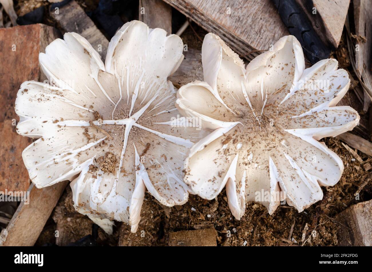 Top Of White Mushrooms Growing In Sawdust Stock Photo