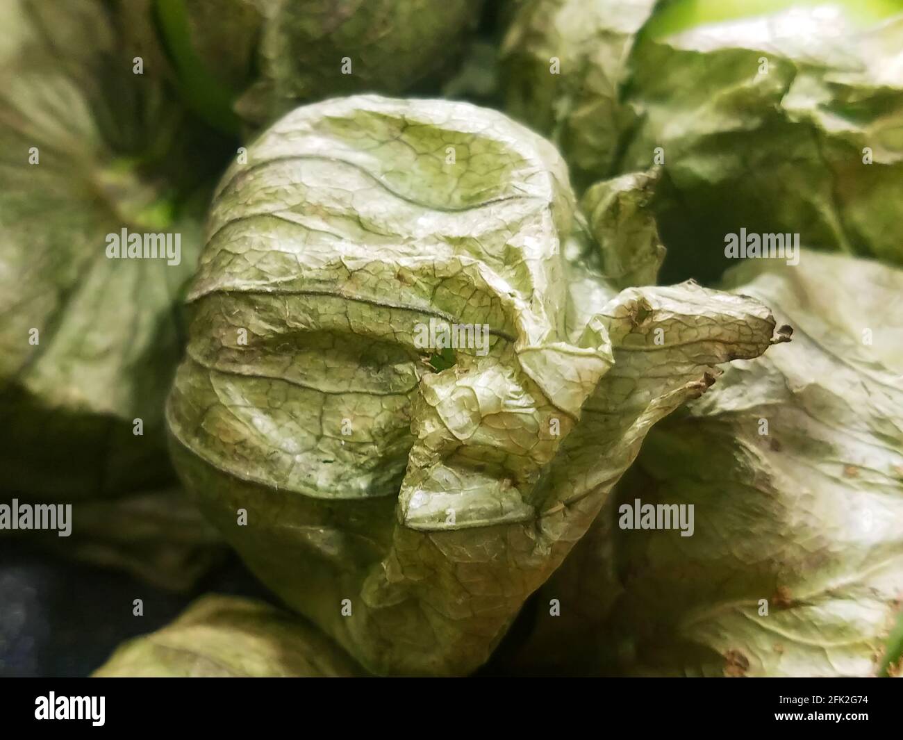 Tomatillo Mexican husk tomato Physalis or philadelphica Stock Photo