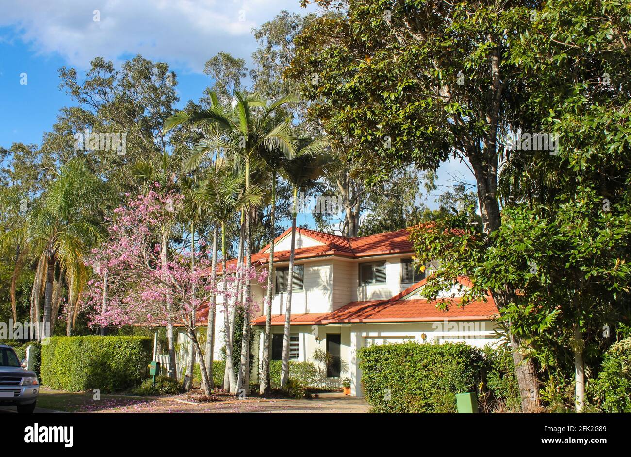 Upscale white Australian house with tile roof and palm trees and pink flowering tree in front - tall gum trees behind Stock Photo