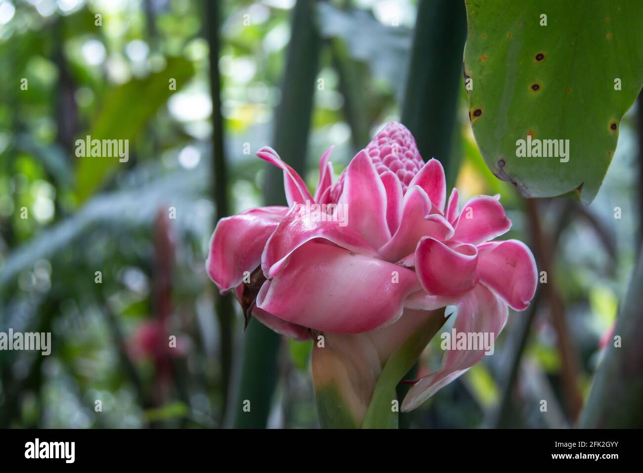 A single healthy torch ginger, or red ginger lily flower isolated among green leaves and branches in Barbados' Flower Forest. Pink, vibrant. Stock Photo