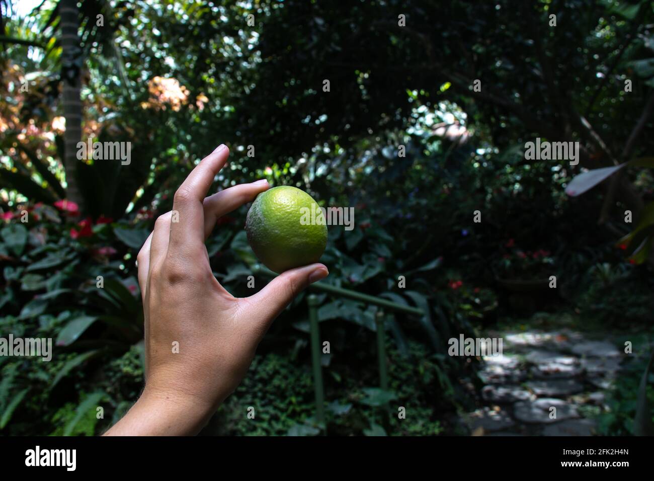 Woman's hand holding a small green lime in a Caribbean flower forest - green palm jungle. Pinching between fingers in air, concrete path in back. Stock Photo