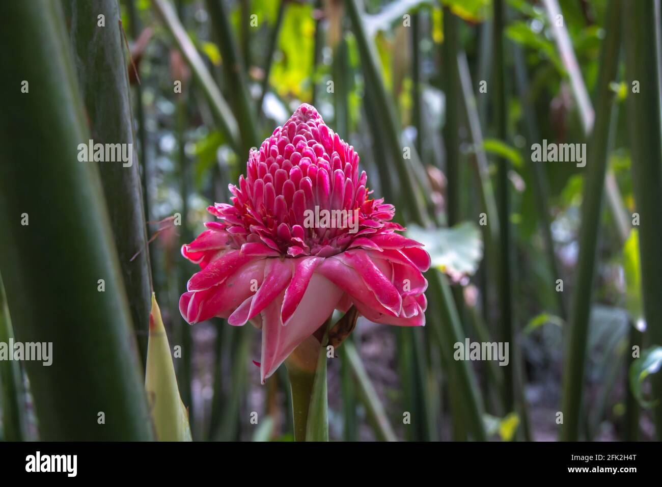 A single healthy torch ginger, or red ginger lily flower isolated among green leaves and branches in Barbados' Flower Forest. Pink, vibrant, healthy. Stock Photo
