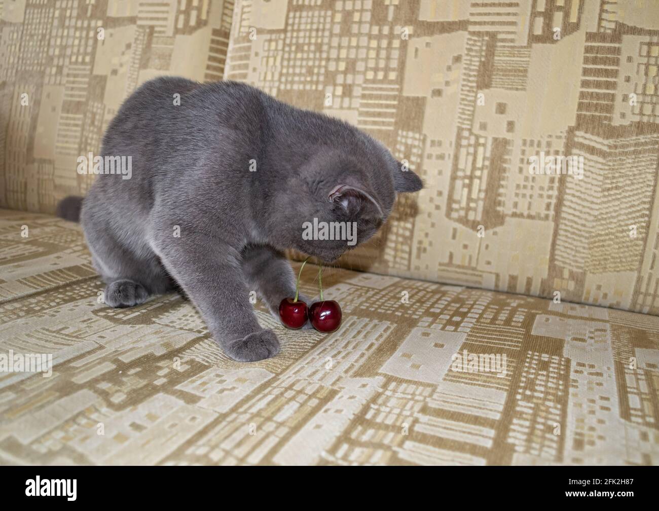 Little cute kitten plays with cherry berries. Curious kitten trying something new Stock Photo