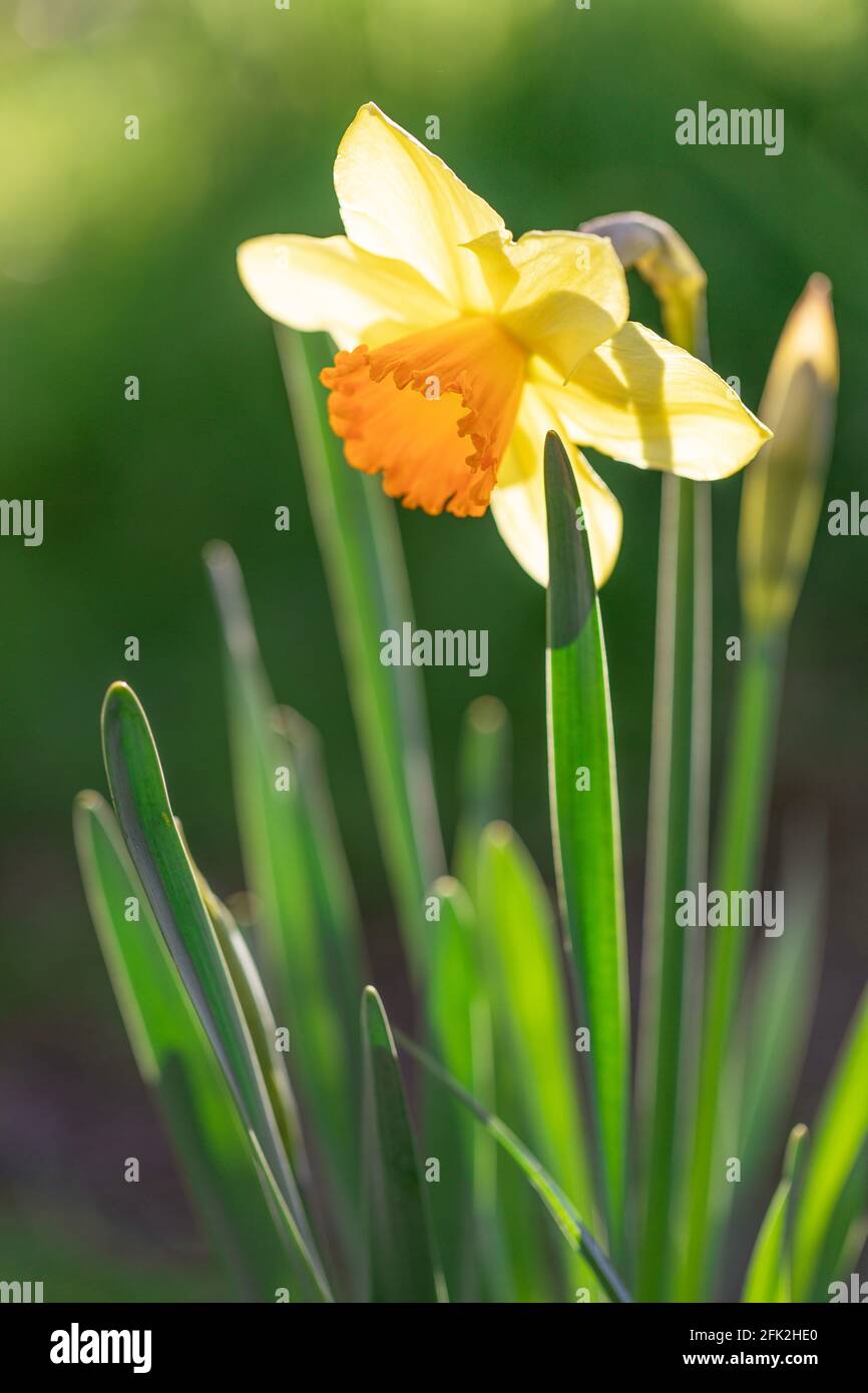 One yellow narcissus in garden in back light. Stock Photo