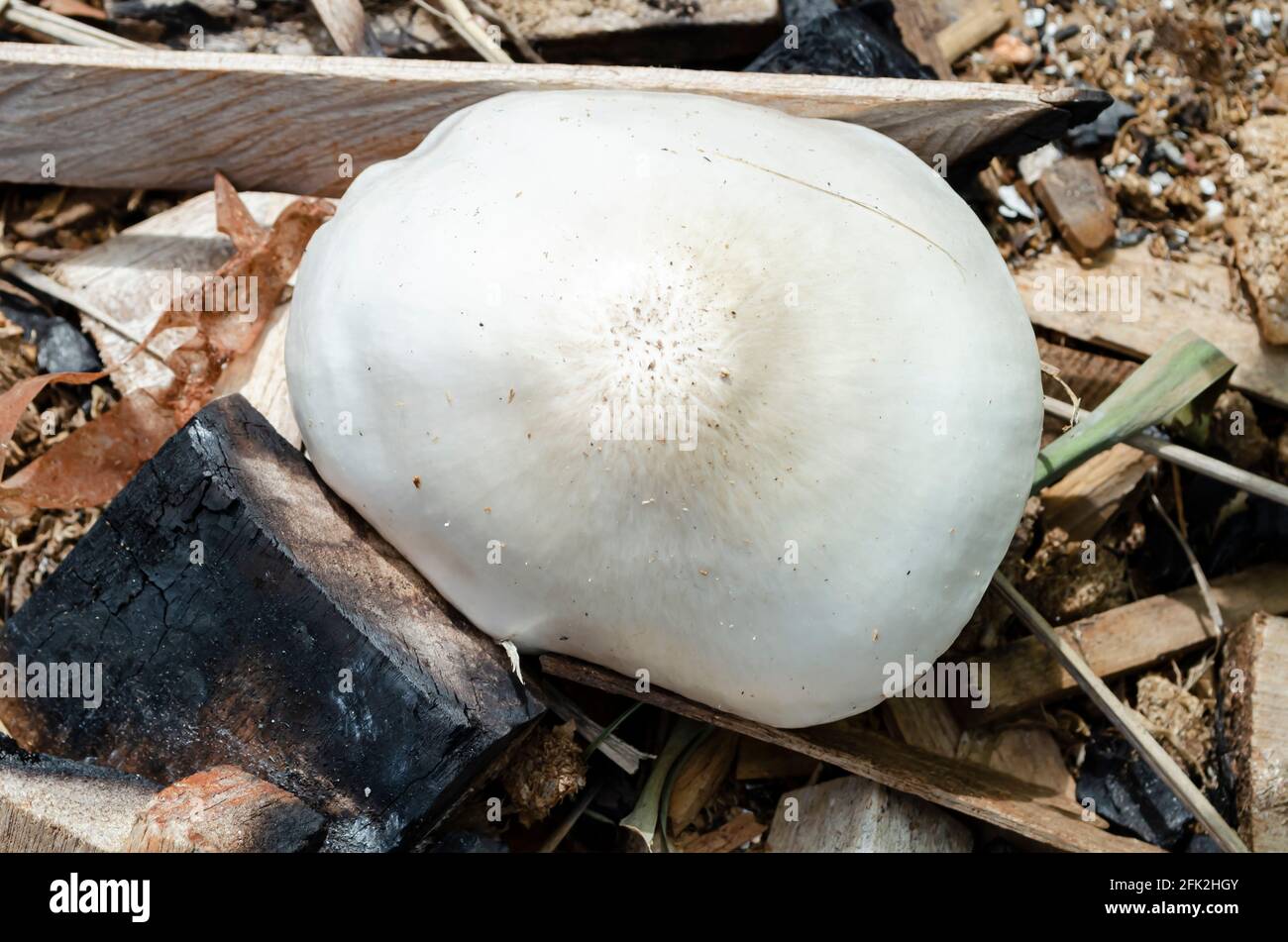 Looking Down At Smooth Pluteus Petasatus Mushroom Cap Stock Photo