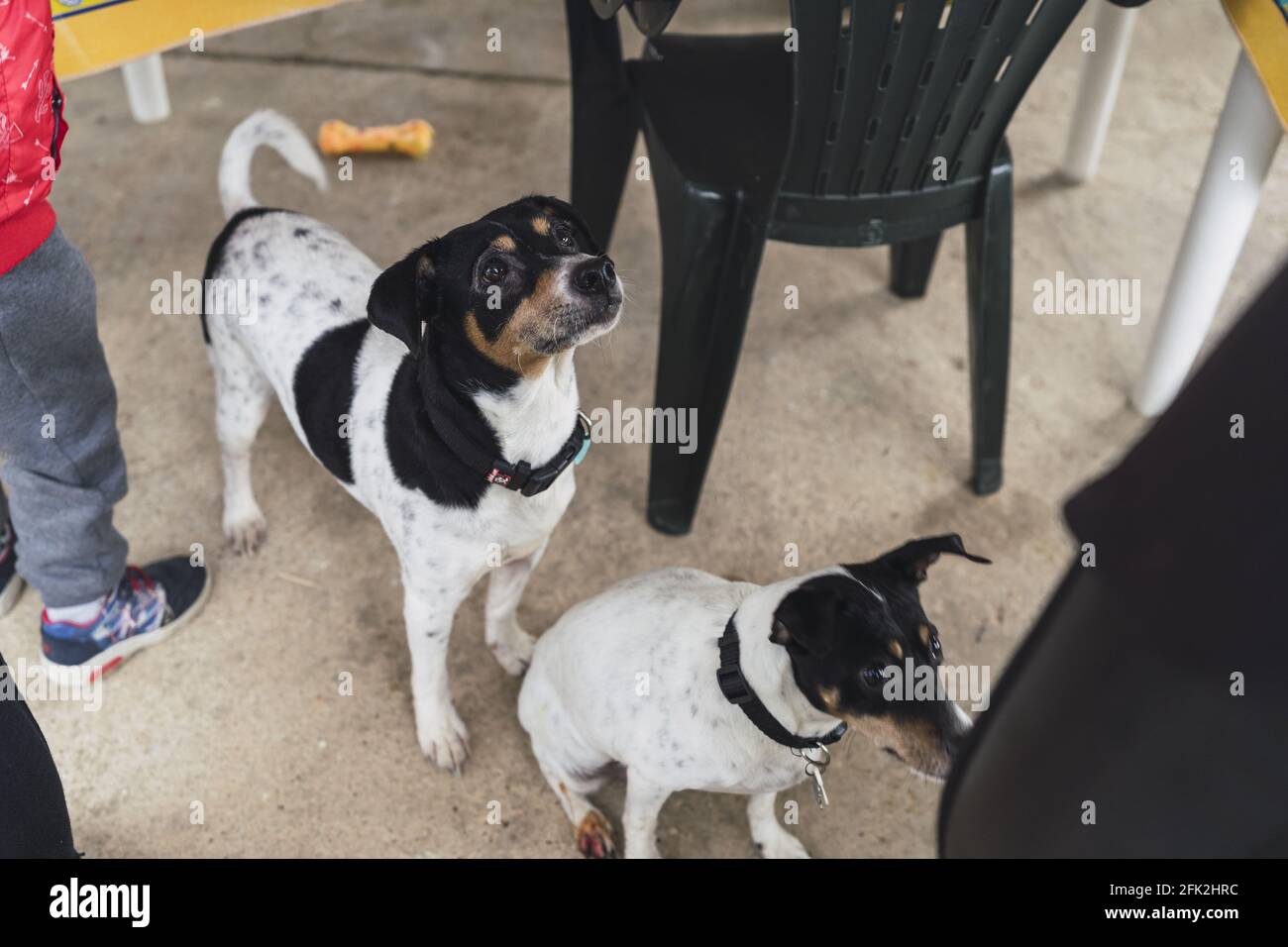 Two adorable black white hi-res stock photography and images - Alamy