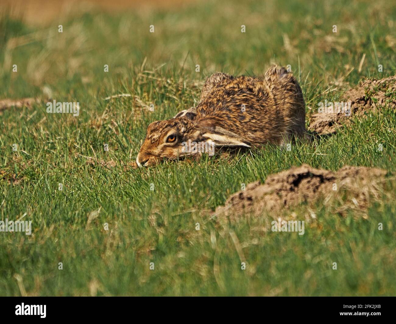 Hiding in plain view - Brown Hare or European Hare (Lepus europaeus) lying low by mud in grassy field trying to avoid detection. Cumbria, England, UK Stock Photo