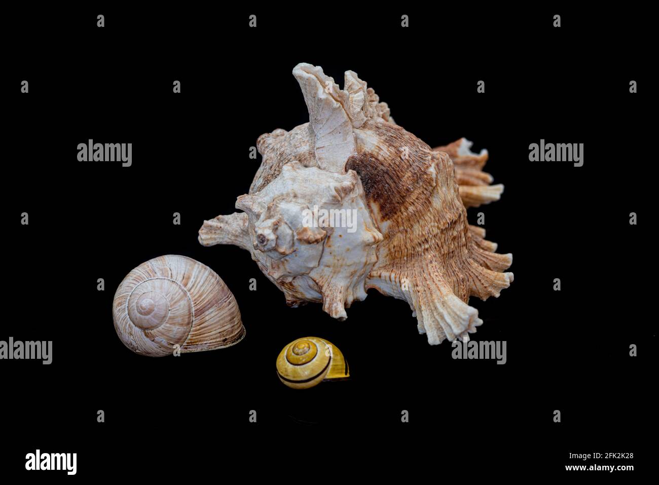 Seashell and snail shells isolated on a black background Stock Photo ...