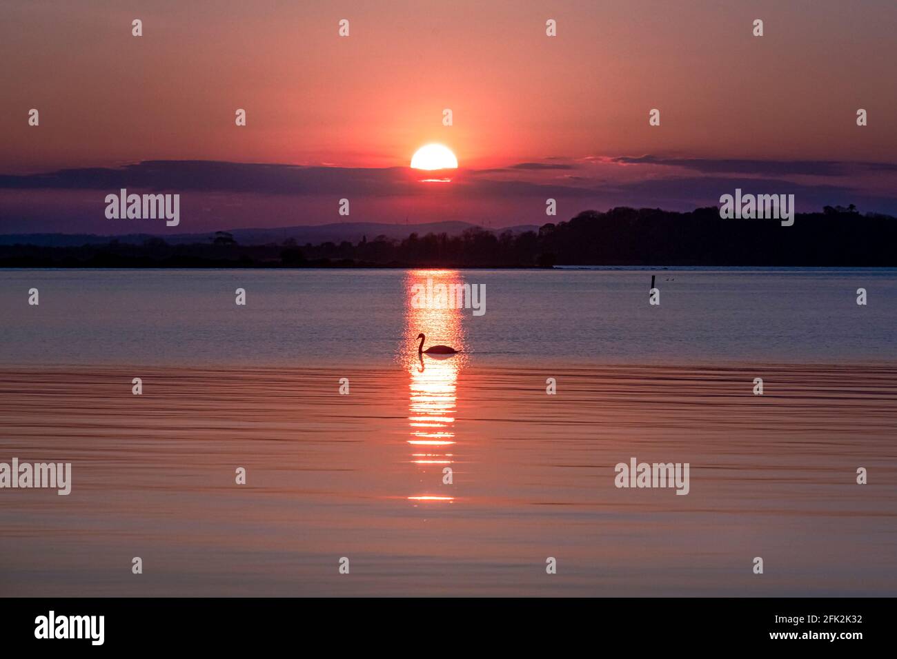 Swan at sunset on Lough Neagh, Armagh, Northern Ireland near Charlestown. Lough Neagh is the largest freshwater lake in Europe. Stock Photo