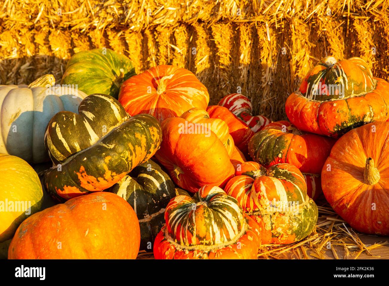 pumpkins, squash and hay bales, pumpkin patch Stock Photo