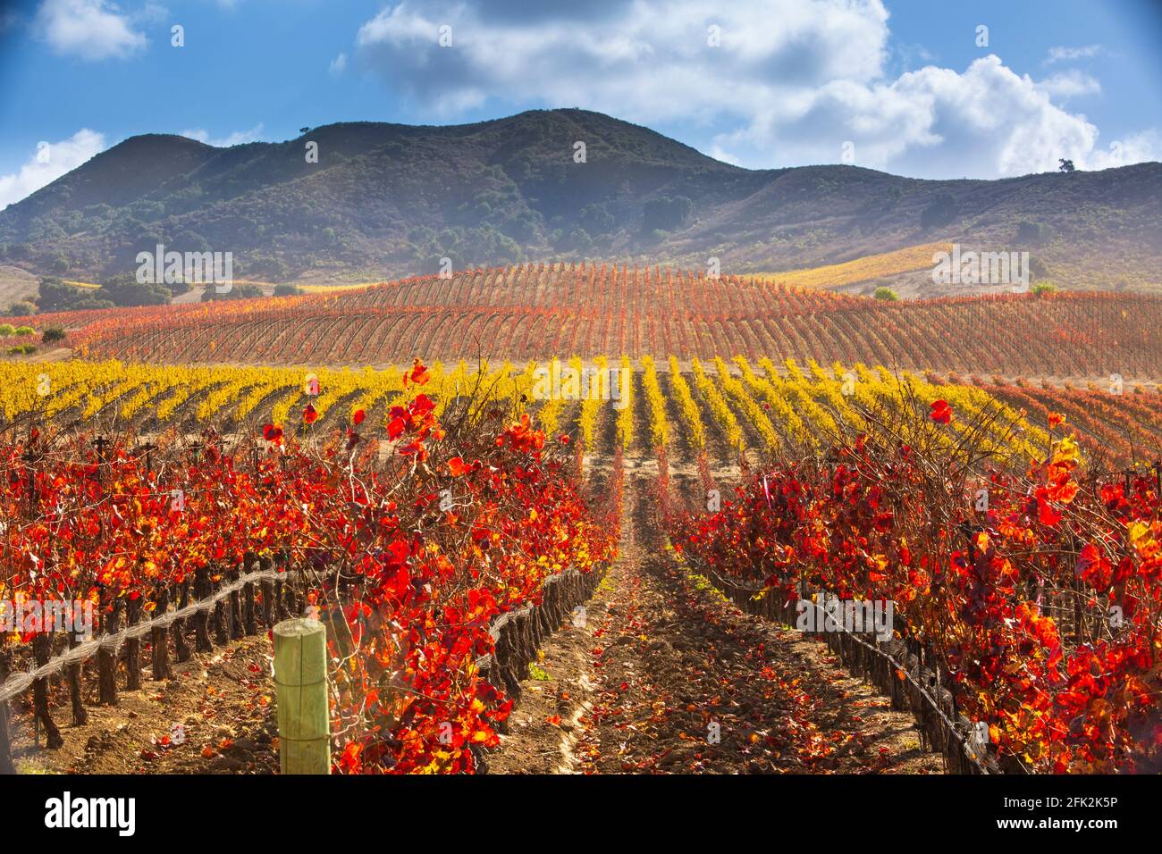 autumn vineyard in the Santa Ynez Valley, California Stock Photo - Alamy