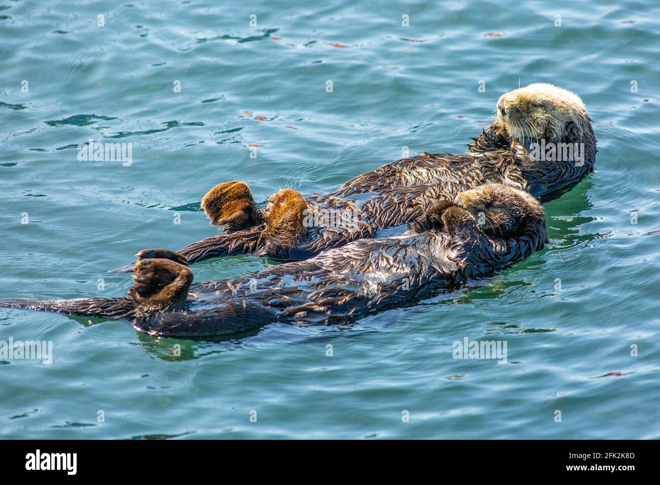 California sea otters resting, Enhydra Lutris Nerei , Morro Bay, California Stock Photo