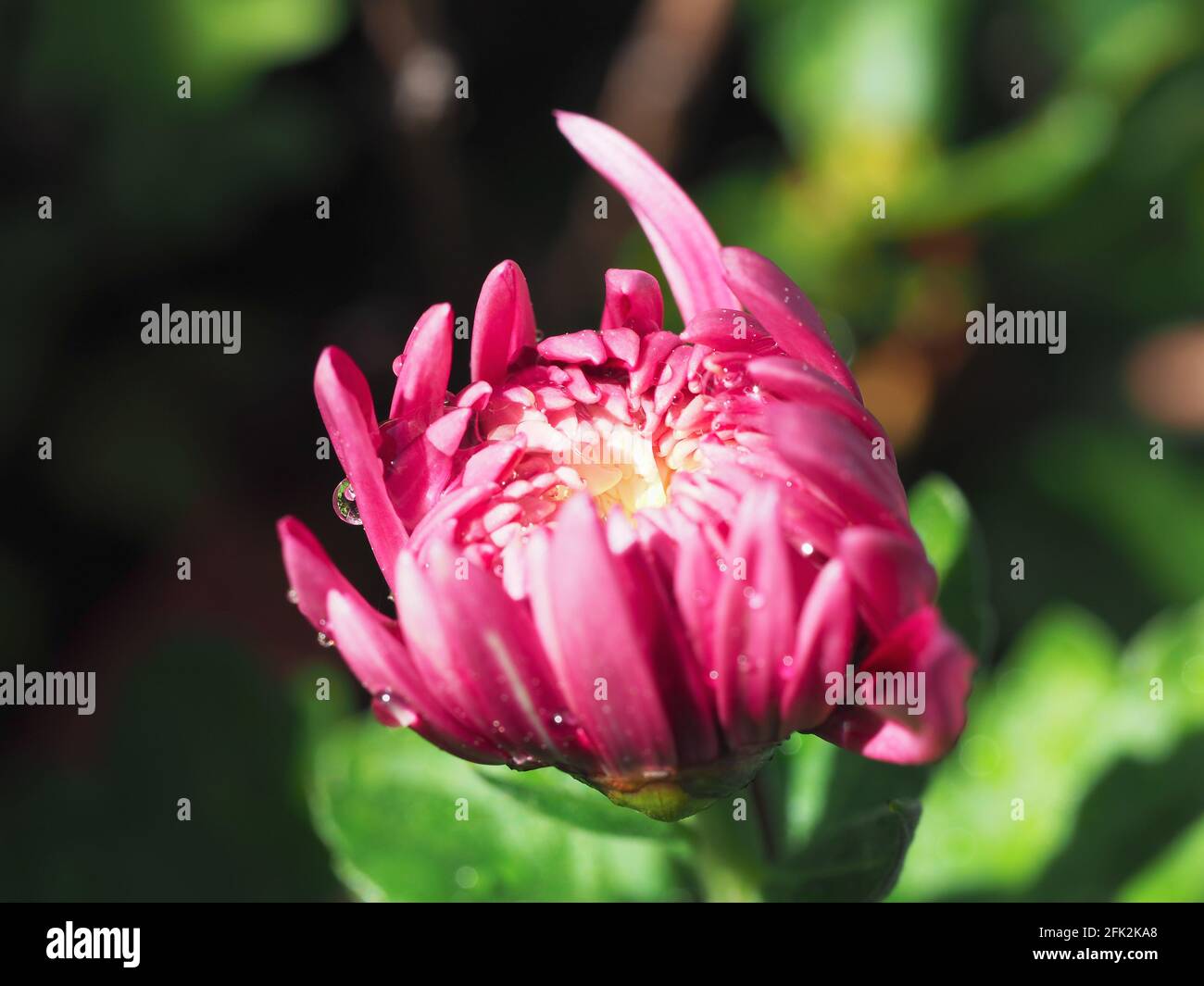 Fresh and wet, closeup of a magenta pink Chrysanthemum or mum  flower opening in the sunshine in the garden Stock Photo