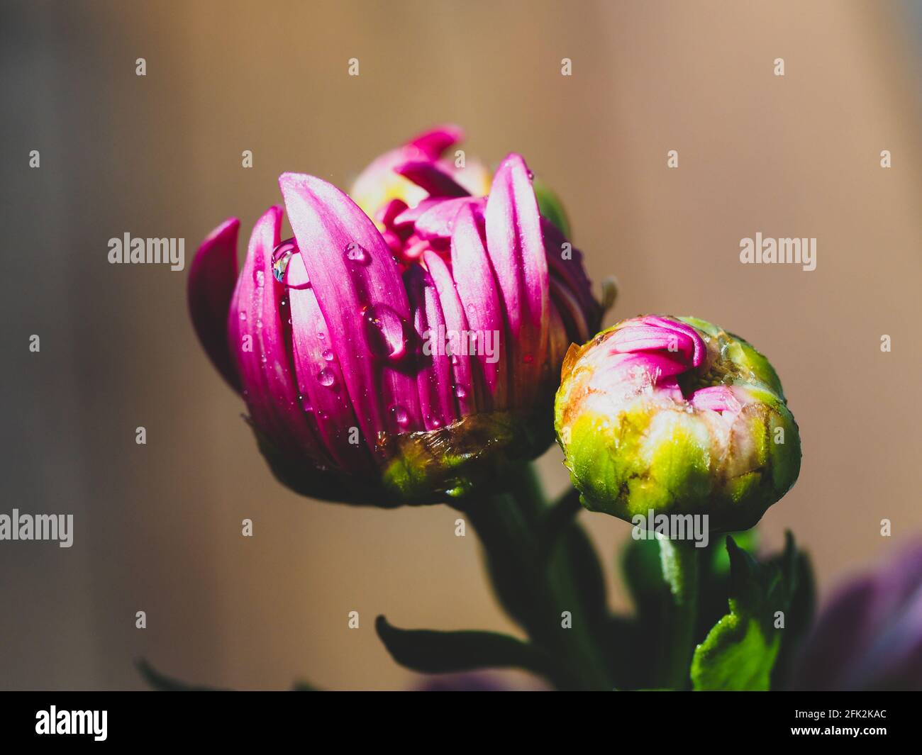Fresh and wet, closeup of a magenta pink Chrysanthemum or mum  flower opening and bud in the sunshine in the garden Stock Photo