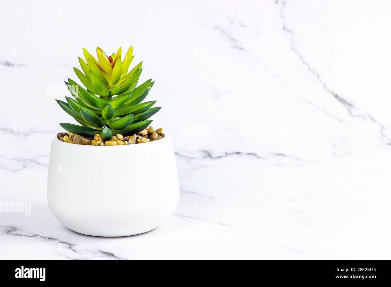 Green succulent flower plant in the pot on light marble background with copy space. Stock Photo