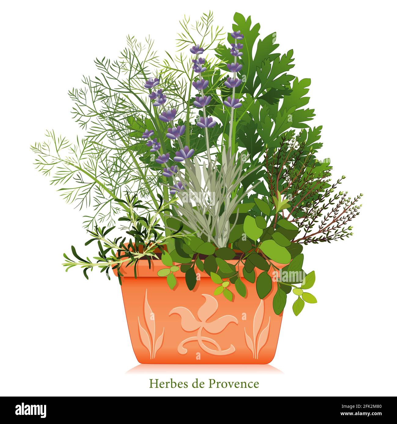 Rosemary lavender garden hires stock photography and images Alamy