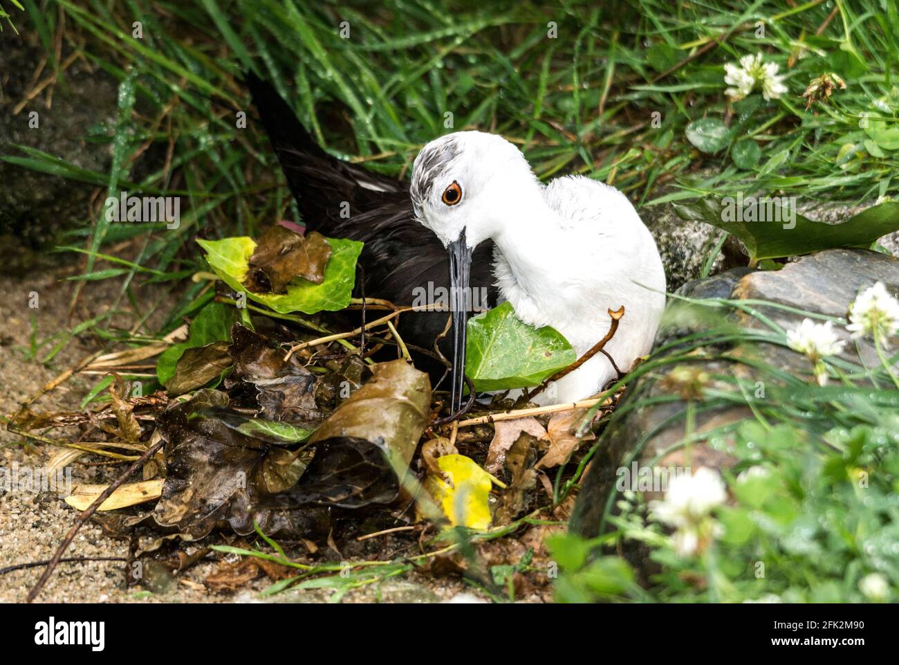 Black-winged Stilt 'Himantopus himantopus' Female on eggs.South of France. Stock Photo