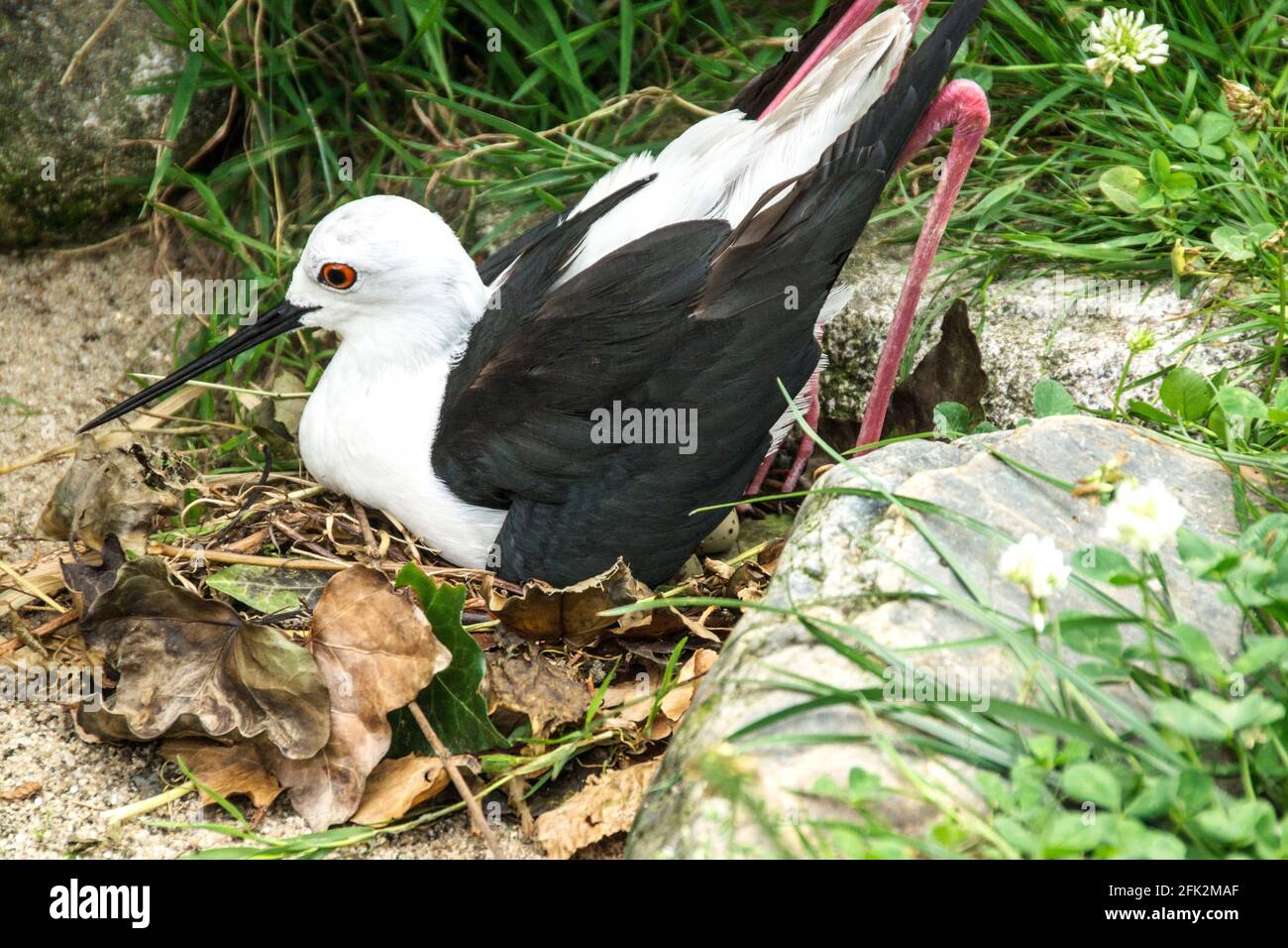 Black-winged Stilt 'Himantopus himantopus' Female settling on eggs. South of France. Stock Photo