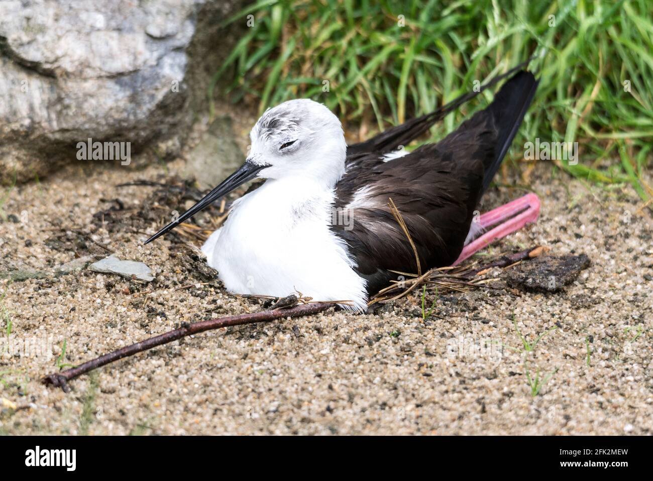 Black-winged Stilt 'Himantopus himantopus' Female sitting on three eggs.South of France. Stock Photo