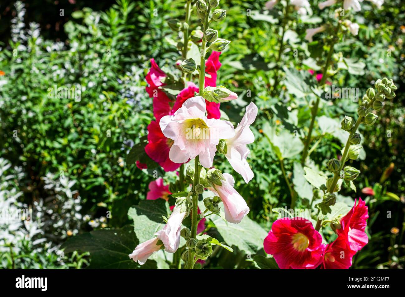 White hollyhock hi-res stock photography and images - Alamy