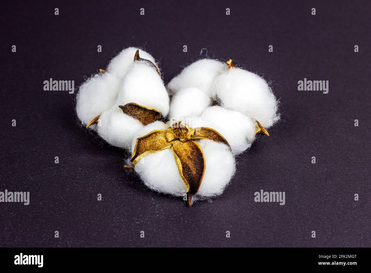 White dry cotton flowers on dark background. Stock Photo