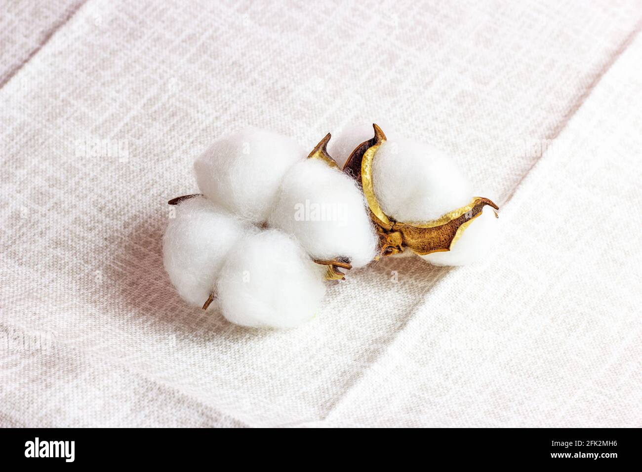 White dry cotton flowers on light textile background. Stock Photo