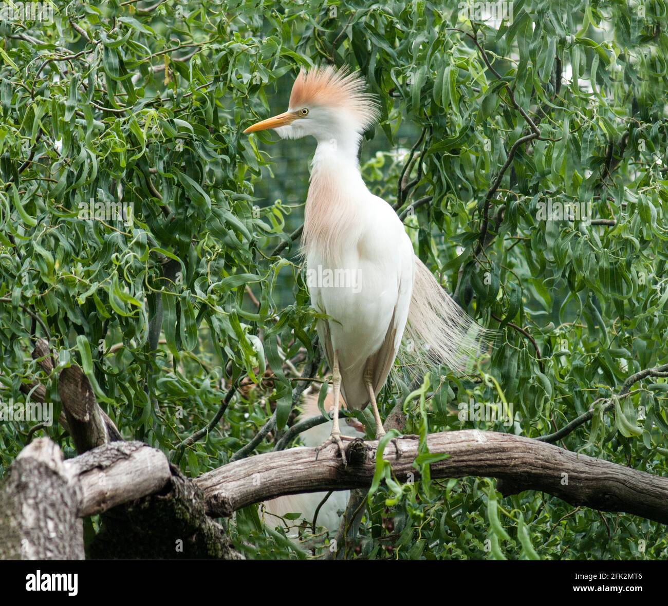 Cattle Egret 'Bubulcus ibis' Single adult in breeding plumage.Displaying. South-west France Stock Photo