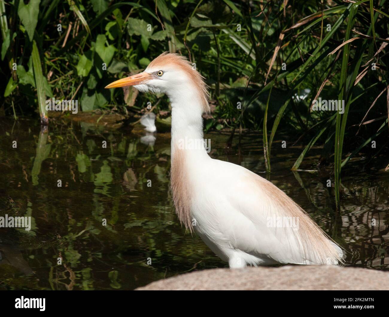 Cattle Egret 'Bubulcus ibis' Single adult in breeding plumage.South-west France Stock Photo